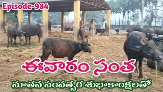ఈవారం👉పశువుల సంత | Today Buffalo Calf Market @jainkisan #farming 