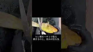 アオハタの煮付け #料理 #煮る #魚 #cooking
