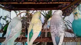 💚 Die sch&ouml;nsten Wellensittich Mutationen &ndash; Farben, die verzaubern! 🌈