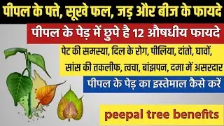 पीपल के पेड़ के 12 औषधीय फायदे || peepal ke ped ke fayde || pipal ke ped ke fayde || peepal tree