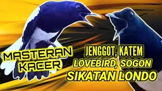 MASTERAN KACER MATERI JENGGOT, SOGON, SIKATAN LONDO, LOVEBIRD, KAPAS TEMBAK