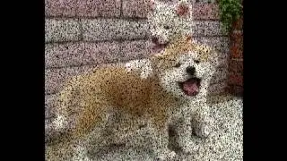cute dog pictures free download