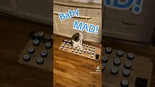 Button talking Turkish cat logic always leads to &lsquo;mad&rsquo; 😝 #theycantalk #fluentpet #buttontraining