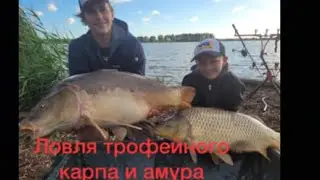 Ловля трофейного карпа и амура/ трофейный карпфишинг,карпы 10+(Carp Lake Kintai)