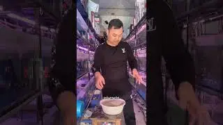 hướng dẫn cách hoàn nguyên purigen
