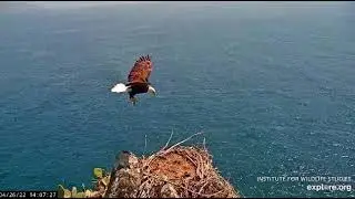 Chase and Cholyn Return&thinsp;🦅 after Sweet, (20 Day Old) Eaglet's, Fall and Rescue. 4/26/22 Explore.org