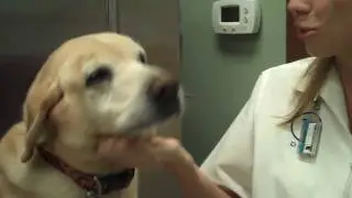 Veterinarians Mt Pleasant SC Pet Identification Microchip