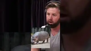 Joe Rogan about Hippos