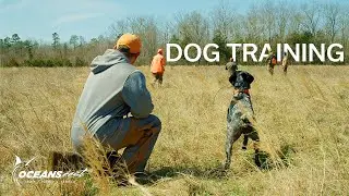 Training A Hunting Dog (Bird Hunting The ORAPAX Preserve)