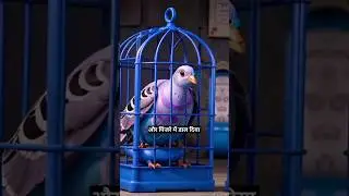 the story of pigeon #shorts #memes