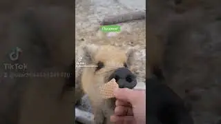 вксняшки для лохматых поросят!