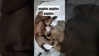 po uplies #fypyoutube #puppy #funnyanimals #shorts #shortvideo #shorts #fyp