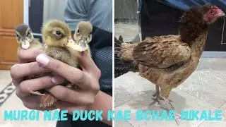 Meri hen nae duck kae bchae nikale||miniature zoo/master cage kae surprise animals