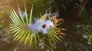 Water eDNA Sampling: ETH BiodivX in the XPRIZE Rainforest CompetitionETH BiodivX eWater