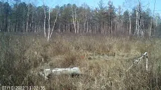 видео с фотоловушки BG-310=M