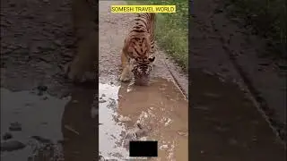 Tiger Sighting at Kabini Nagarhole forest #kabini #kabiniforest #wildlife