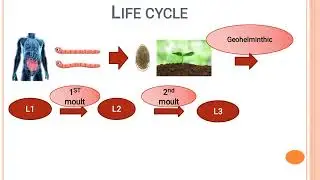 Trichostrongylus colubriformis (wire worm) الأسطوانية الشعرية