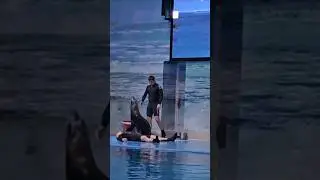Seal 🦭 doing CPR. #seal #dolphinshow #dubaitourism