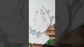 structure of heart #structureofheart #heart #drawing #sketching