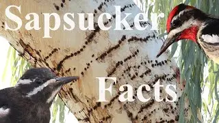 Surprising Sapsucker Facts
