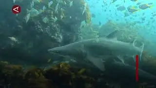 Hiu harimau pasir Australia nyaris punah, lambat berkembang biak