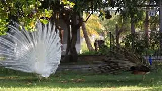 FAISAOPB  PAV&Atilde;O  DE ACASALAMENTO PAVAO BRANCO E AZUL