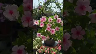 Create a One of a Kind Home Garden Oasis🌼🌴#garden #homegardendecor #oasis #satisfying #ytshorts