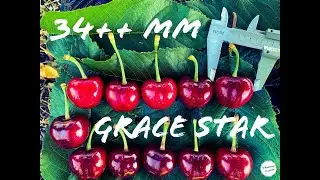GRACE STAR CHERRY.THE BIG CHERRY!.HARVEST TIME..