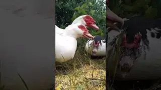#утки #ферма #животные #здоровье #еда #природа #duck #animals #organic #farming #food #healthy #hen