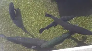 Pequest Trout Hatchery New Jersey