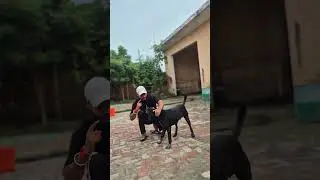 Dogesh Bhai After High Court Order | Dog Memes #straydogs #highcourtorder