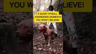 5 Scary Pitbull Aggressive Moments You Won't Believe! #animals #dogs #shorts