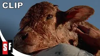 City Slickers (1991) - Why We Love It (HD)