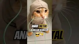 Anak metal ngangguk ngangguk 😎🐈 #cat #drama #short #kucinglucu