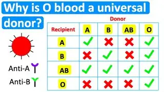 Why is O blood a universal donor? 🤔 | Easy science lesson