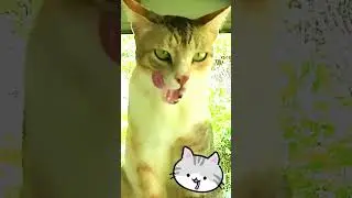 Funny Cat #funny #shorts #cute #cat  🐱👅 - Little Gem Cat Tongue Out