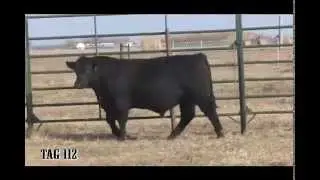 2015 Quirks Bull Sale Tag 112