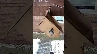 Eine #blaumeise an unserem #nistkasten - a #bluetit visits our #nestingbox