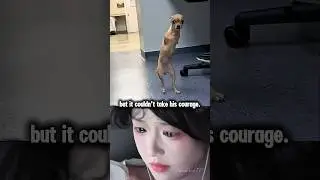 A Warrior Without Legs ❤️&zwj;🔥🥺💯 #youtubeshorts #dog #shorts #algorithm