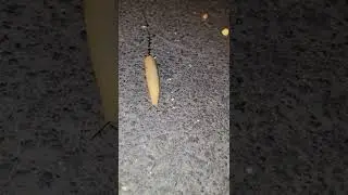 ghost slug #slugs #silly