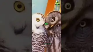 Night Watchers: Urban Owls on the Hunt 🌌🦉🦉#animals #urbananimals #owls #nature #shorts #nightlife