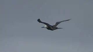 Sule i h&aring;rd, &oslash;stlig kuling, Eg&aring; Strand, 20/10-23