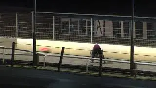 Greyhound 2026- 21.01.2026 Trial 12