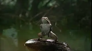 Super Mario Maker 2 Soundfrog dance but with a real frog