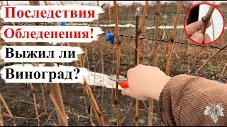 Последствия ОБЛЕДЕНЕНИЯ! ВЫЖИЛ ли ВИНОГРАД и ДЕРЕВЬЯ? Раскрываем СЕКРЕТ!