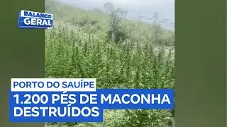 Plantação com 1.200 pés de maconha é erradicada em Porto do Sauípe