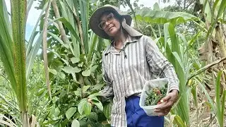 First major harvest of black pepper