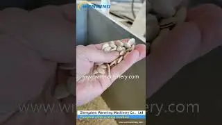 Pumpkin seed peeling machine #machine