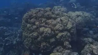 Housereef@Vakkaru
