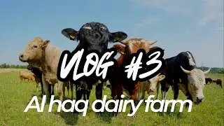 Vlog#3. Farm Life Diaries 🐄 | A Peaceful Day at Al-Haq Farms